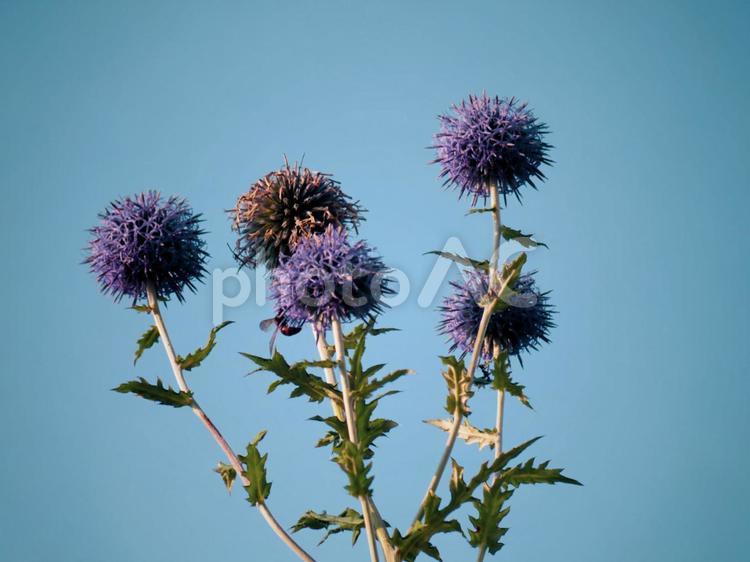 青空に映えるアザミの花 アザミ,秋,花の写真素材