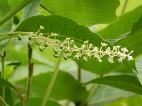 【植物写真】ヨウシュヤマゴボウ 【植物写真】ヨウシュヤマゴボウの写真
