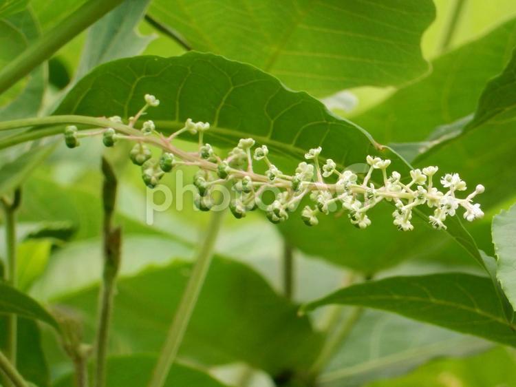 【植物写真】ヨウシュヤマゴボウ ヨウシュヤマゴボウ,洋種山牛蒡,自然の写真素材