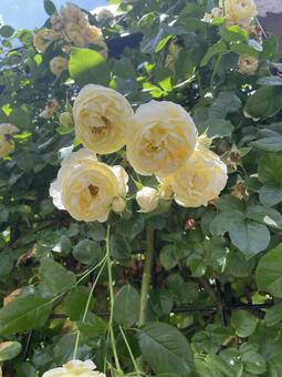 新緑に映える上品な黄色いバラ 薔薇,新緑,葉の写真素材