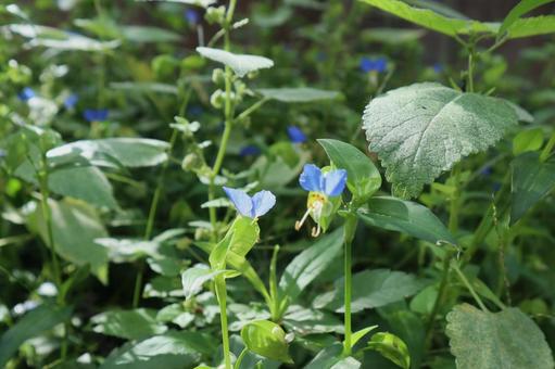 ツユクサの青い花 ツユクサの青い花 ツユクサ,花,植物の写真素材
