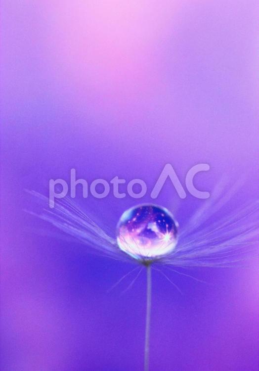 たんぽぽの綿毛としずく たんぽぽ,植物,しずくの写真素材