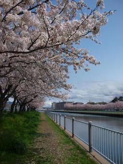 川沿いの桜 川沿いの桜の写真