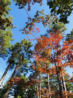 青空と紅葉 02 紅葉,もみじ,青空の写真素材