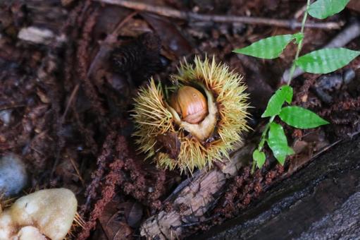栗 栗,クリ,自然の写真素材