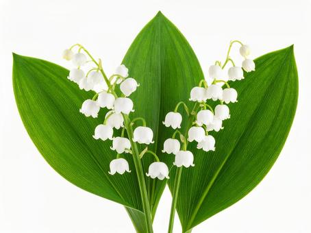 スズラン スズランの写真