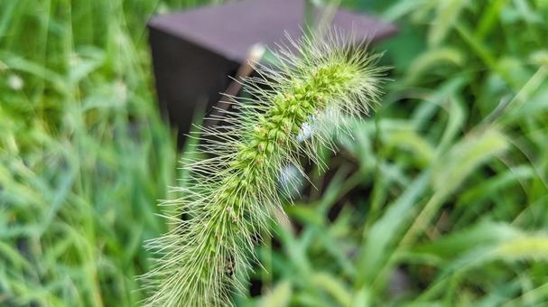 エノコログサの写真