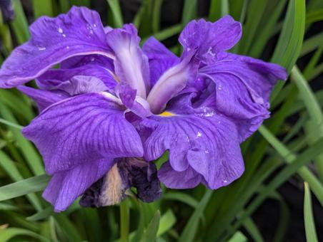 鮮やかなショウブの花の写真