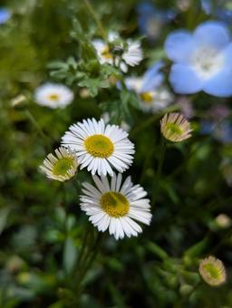エリゲロンの花 2 エリゲロンの花 2の写真