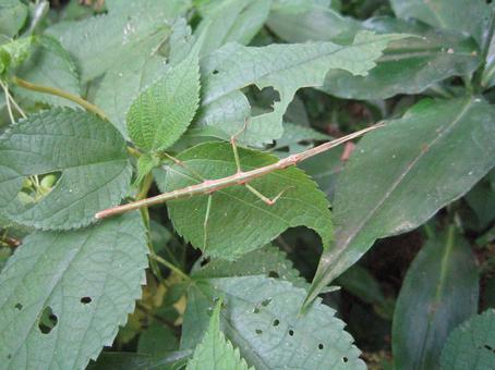 宇和島城 城跡に生息するナナフシ 宇和島城 城跡に生息するナナフシの写真