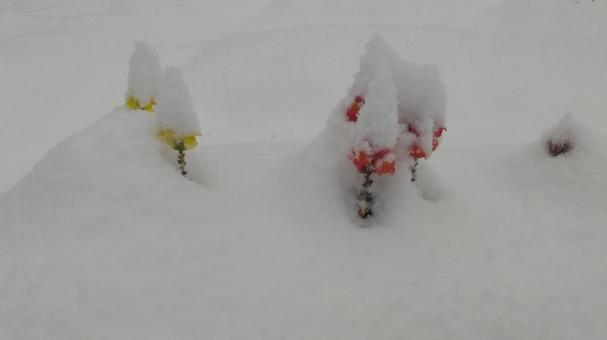 雪景色 雪,雪景色,白の写真素材