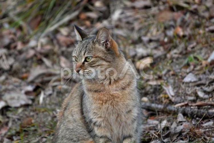 野良猫 生き物,動物,ネコの写真素材