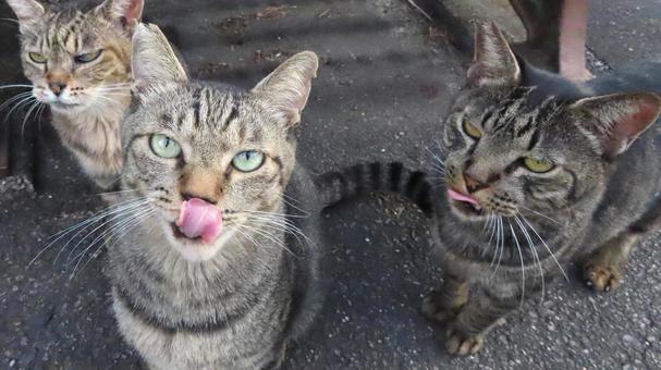 ペロペロが激しいもふもふな猫軍団 ペロペロが激しいもふもふな猫軍団 猫,キジトラ,食いしん坊の写真素材