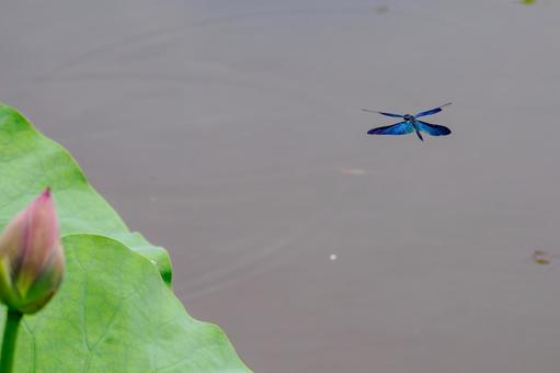Butterfly dragonfly(21), JPG