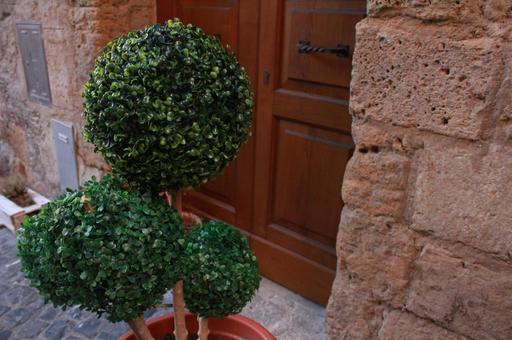 丸い植木 丸い植木の写真
