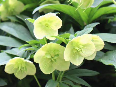 花壇に咲くクリスマスローズの花の写真