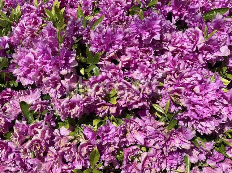 一面に咲くピンクのツツジの花のテクスチャ ツツジ,花,一面の写真素材