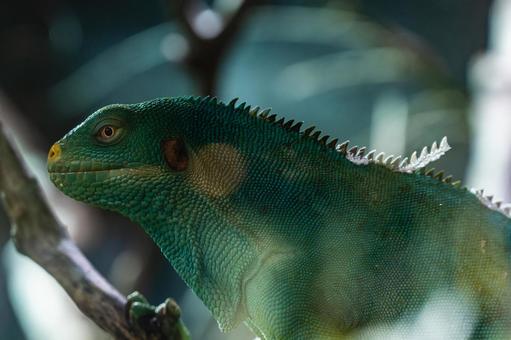 緑のミニゴジラ 緑のミニゴジラ 爬虫類,トカゲ,かわいい背びれの写真素材