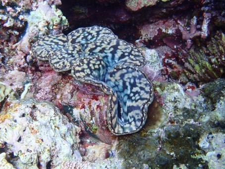 沖縄のシャコガイの写真