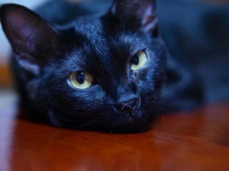 Photo, cat, black cat, a pet, 
