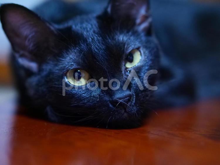見つめる黒猫 ねこ,黒猫,ペットの写真素材