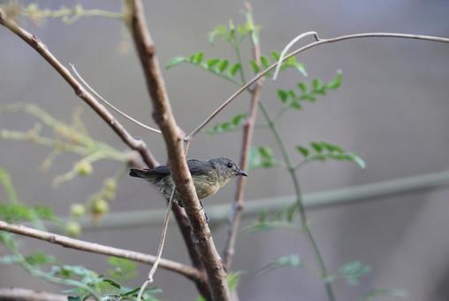 ハナドリの雌 ハナドリの雌の写真