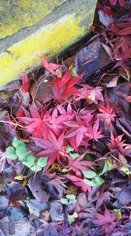 落ち葉 紅葉,落ち葉,秋の写真素材