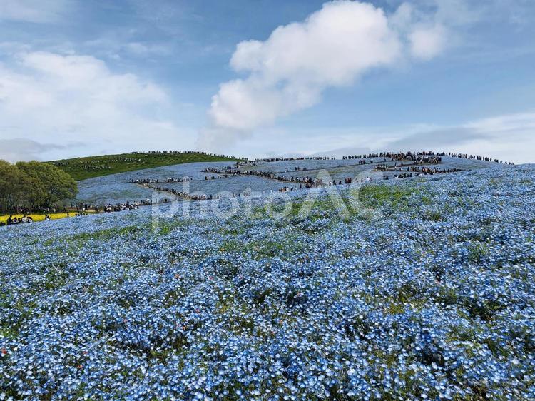 ひたち海浜公園のネモフィラ ネモフィラ,ひたち海浜公園,自然の写真素材