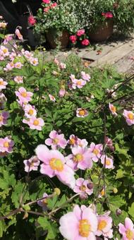 ピンクの花 ピンクの花の写真