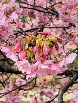 河津桜 河津桜 桜,春,河津桜の写真素材