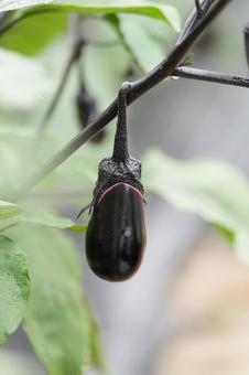 ナス ナスの写真