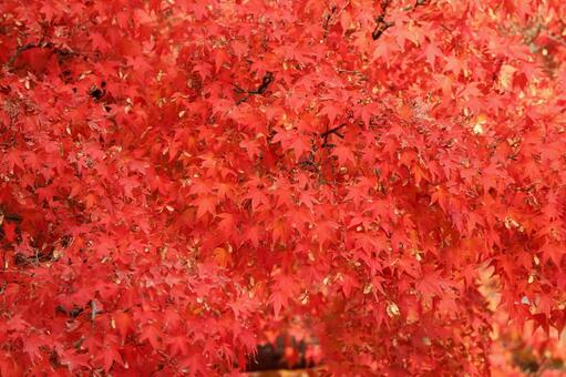 満開の紅葉 秋,赤,11月の写真素材