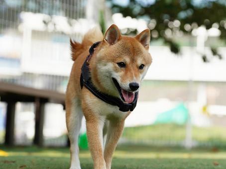 ドッグランの豆柴 犬,柴犬,豆柴の写真素材