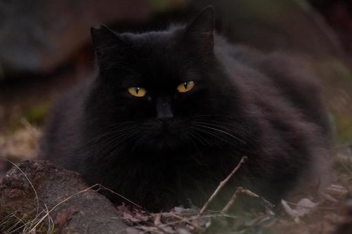 黒猫　お顔アップ 猫,野良猫,地域猫の写真素材
