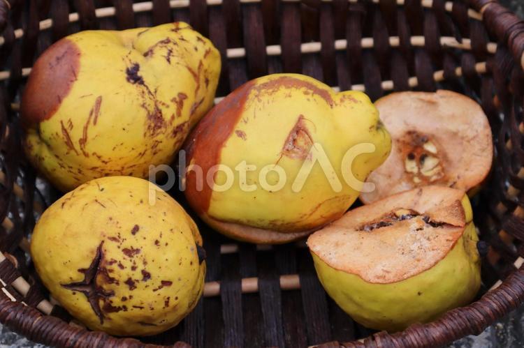 かりん　倉敷 かりん,花梨,背景の写真素材