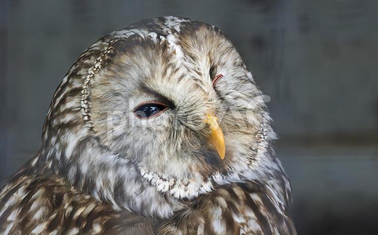 フクロウ　動物園　鳥　大森動物園　秋田 フクロウ,シマフクロウ,動物園の写真素材