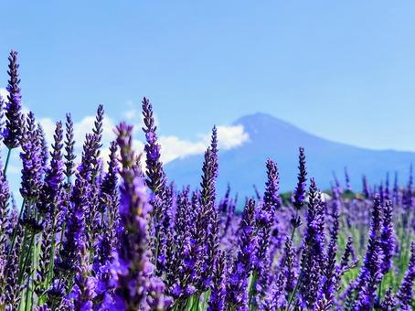 ラベンダーと富士山 ラベンダーと富士山の写真
