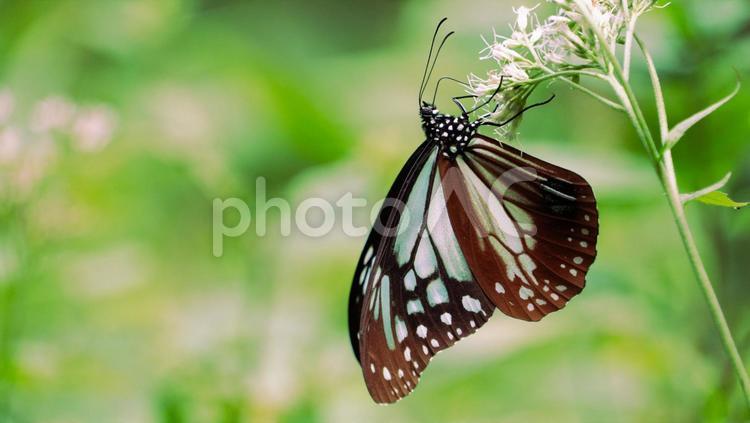 日本の山の中にいたアサギマダラ チョウ,虫,花の写真素材