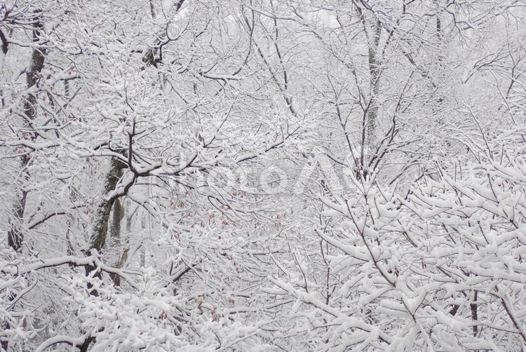 白く凍った枝 雪,樹木,枝の写真素材