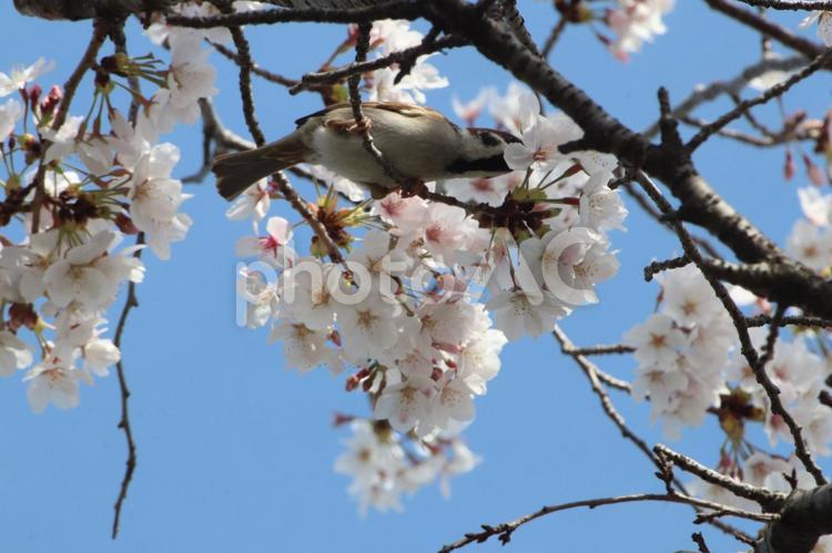 すずめと桜 桜,空,花の写真素材