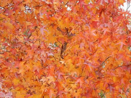 【風景写真】晩秋の風景 紅葉,葉っぱ,晩秋の写真素材