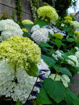 紫陽花 紫陽花の写真