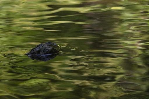 Photo, abstract landscape, water surface, green, 