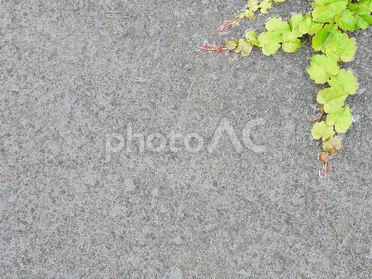ツタの若葉　背景　壁紙　素材 ツタ,蔦,若葉の写真素材