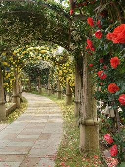 ばらの回廊 ばらの回廊 ハイジの村,ばら,薔薇の写真素材