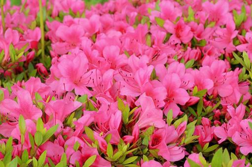 皐月の季節に輝く春の花と自然の風景 ツツジ,つつじ,皐月の写真素材