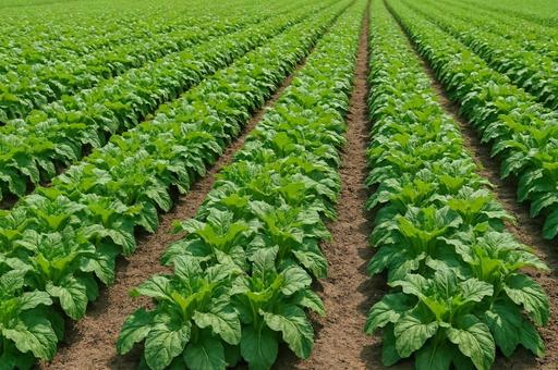 葉物野菜が育つ緑の畑の風景・農業・農園の写真
