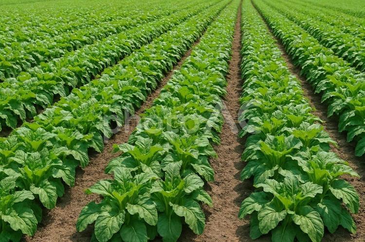 葉物野菜が育つ緑の畑の風景・農業・農園 葉物野菜,畑,緑の写真素材