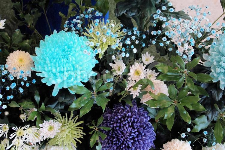 鮮やかなブルーの菊の花 菊,きく,キクの写真素材