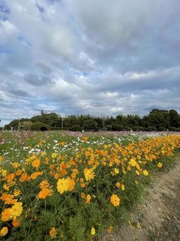 秋の花 空,華やか,アウトドアの写真素材